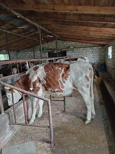 it sekilleri afcarka: Qırmızı-ağ ləkəli inək/dişi dana satılır. - Şəkillərdə təsərrüfat — 3