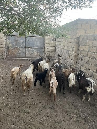 heyvan yemi: Qoyun-qoç təsərrüfatı üçün xırdabuynuzlu heyvan sürüsü - Növ: Keçi — 7