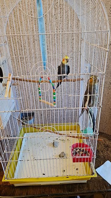 Tutuquşları: 2 korella qəfəslə və yuvayla 1 aylıq yem və vitaminləri ilə birlikdə — 3