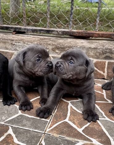 кане корсо цена: Kane-Korso — 18