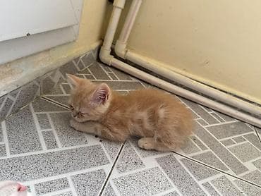 pișik: Məhsul: Balaca pişik balaları Təsvir: - Rənglər: qar kimi ağ (bir — 4