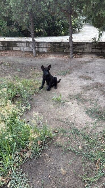 pulsuz itlerin verilmesi: 4 ay, Dişi, Pulsuz çatdırılma — 1