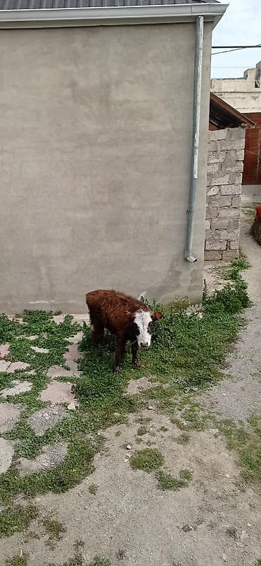 buzov satışı: Satılır: balaca dana - Cins: qarışıq (qəhvəyi bədən, ağ-al rəngli — 9
