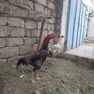 heyrati yumurtasi satilir: Toyuq, Damazlıq — 4