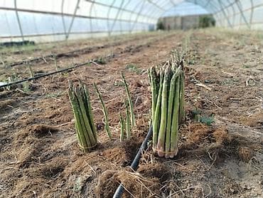 pecka soba: Məhsul: Qulançar Yaşıl #Asparaqus (sparja) – istixanada — 3