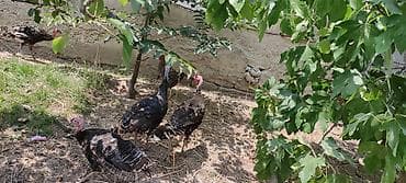 Hinduşkalar: Məhsul: Hind quşları (hind toyuqları) Təsvir: - Şəkillərdə açıq — 3