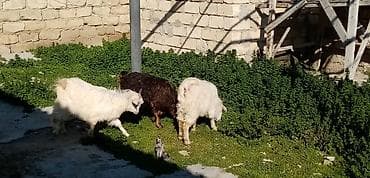 Balıqlar: Salam saglam arpa yonca yeyen heyvanlardı real alıcılar zeng vursun — 2