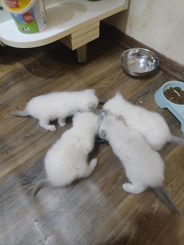 Balıqlar: Britan, Dişi — 2