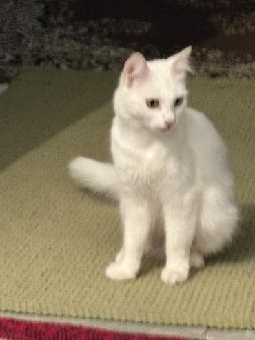 heyvan alqi satqisi: Van, Dişi, Ünvandan götürmə — 2