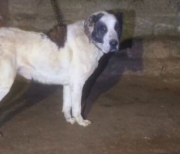 çin aslanı: Deyerinnen qat qat ucuz. tecili satilir. erkek cavan heyvandi — 1