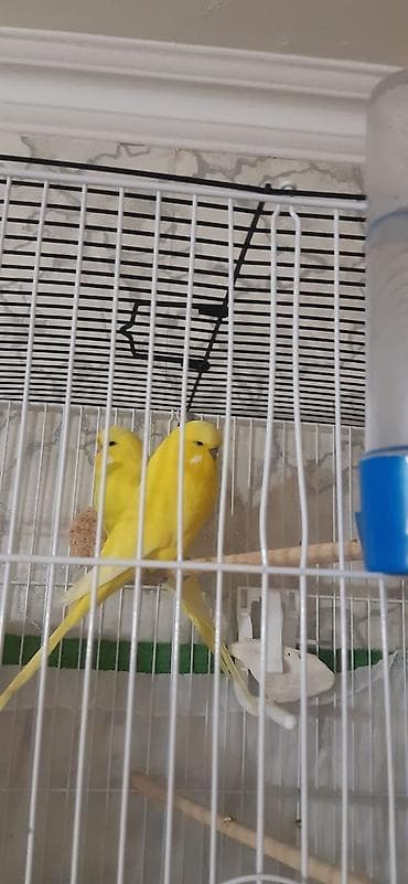 it davasi 2019: Sarı cüt çhex popuqay satılır — 1