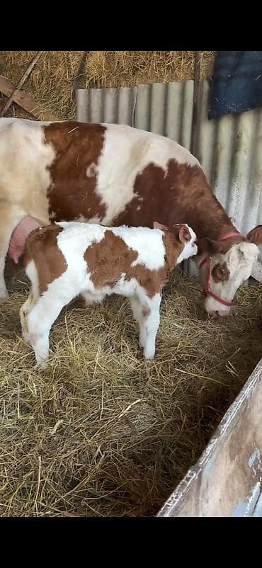kreditle heyvan satisi: Simental tipli inək buzovu ilə birlikdə. - Cinsi: Simental — 6
