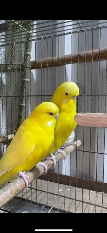 amadin yuvası: Hazır bala verən iri sağlam çex cütü satılır ancağ sarı bala verilər — 1