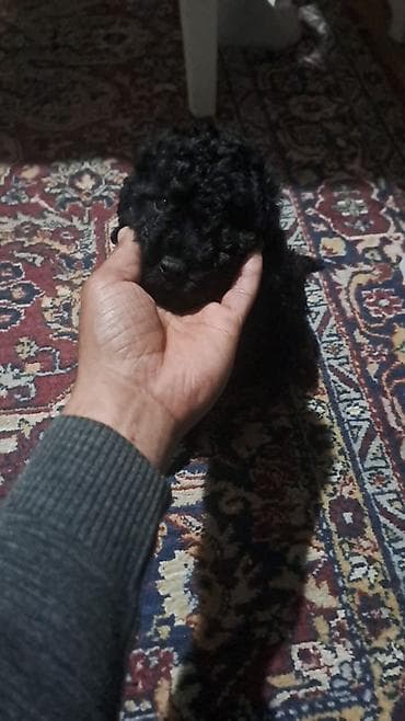 it satisi ucuz: Pudel, Peyvəndli — 1