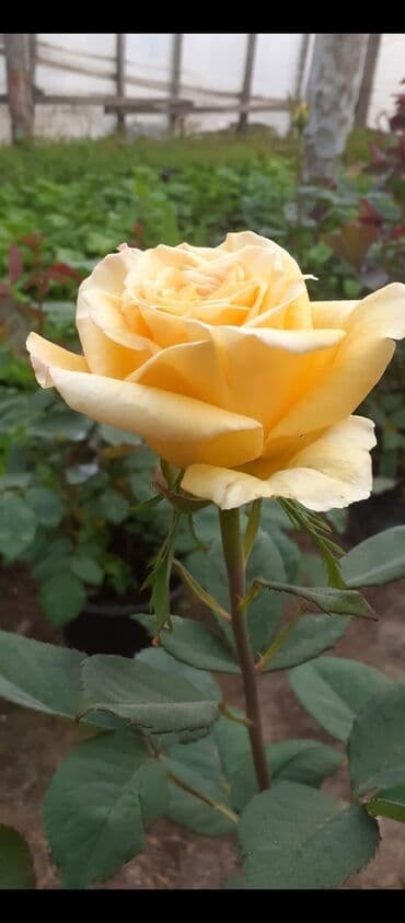 3D panellər: Gül kolları – müxtəlif rəng və sortlarda Məhsul: - İstixana və açıq — 3