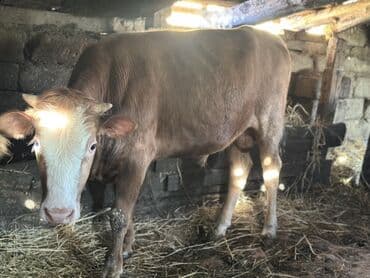 heyvan bazari inekler: Самка, лет: 1, 100120 кг, Для разведения — 7