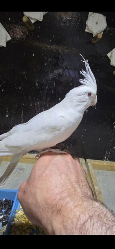 Чай, кофе, напитки: Albinos. 10 ayliq cut el quwlaridi cutlewirler Qiymete gore zeng — 4