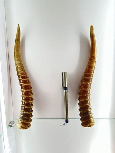 декоративные головы животных на стену: Məhsul: Təbii cüt buynuz (dekorativ) Təsvir: - Şəkillərdə göstərilən — 1