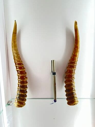 декоративные головы животных на стену: Dekorativ təbii buynuz cütü - Cüt şəkildə sərt quruluşlu, spiral — 1