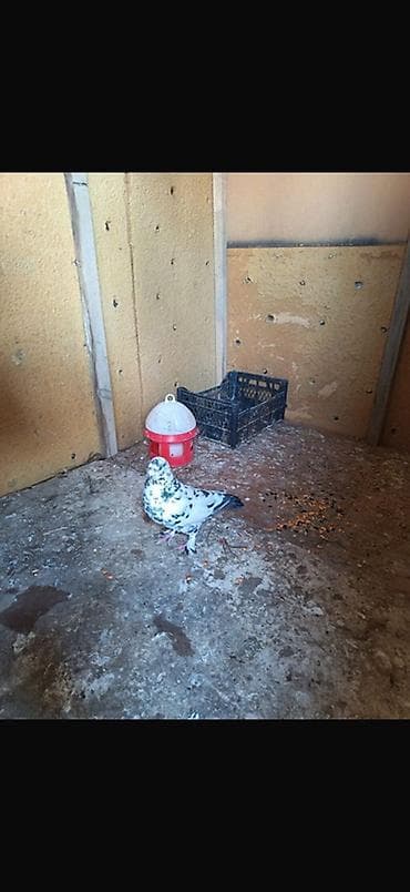 jersey inek satışı: Qizgin erkey king goyercini satilir — 3