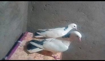 Digər heyvanlar: Ağ rəngli, boyun hissəsində qara naxışları olan nümayiş və uçuş üçün — 2