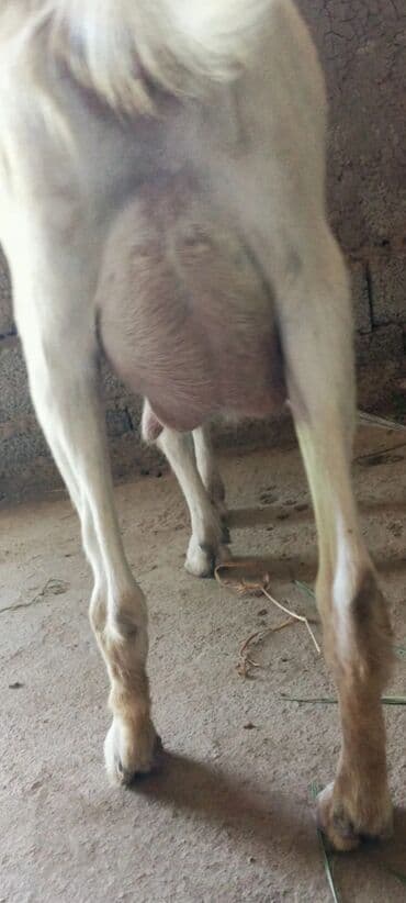 İtlər: Dişi, Zanen, il: 1, Südlük — 3