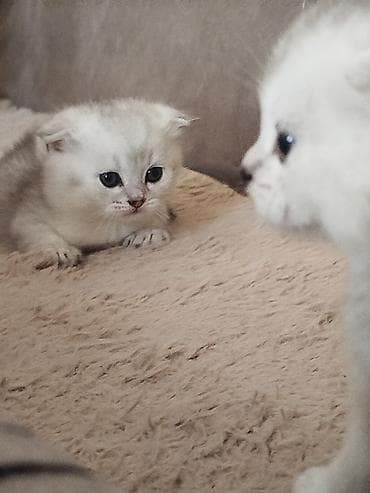 pisiy: Şinşilla, Erkək, Dişi, Yaxşı əllərə, Ödənişli çatdırılma, Rayonlara çatdırılma — 2