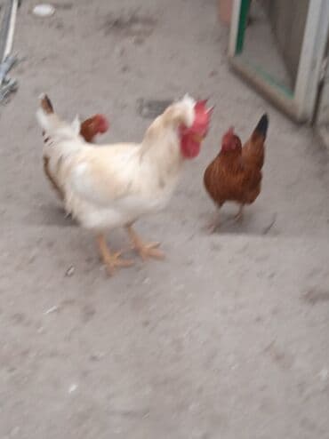 pekines ağ: Toyuq, Damazlıq — 3