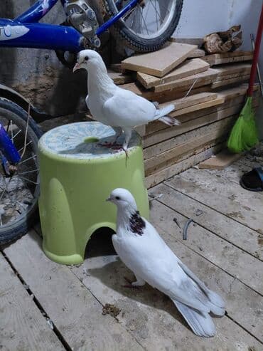 göyərçin yuvası: Salam saglam quşlardı 16.17 tük istəyən yazsın vatsaf aktivdi - Növ — 8