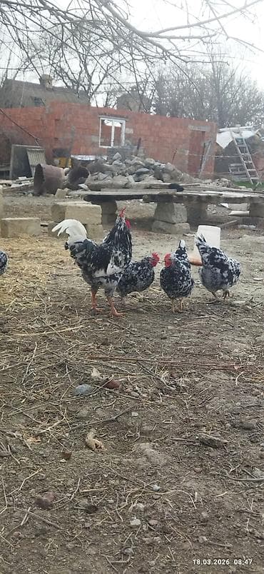 at satanlar: Toyuq, Damazlıq, Ünvandan götürmə, Ödənişli çatdırılma — 6