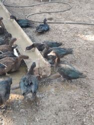 Коровы, быки: Zümrüd xoruz 40 manat bala xoruzlar 30fərələr 20 manat — 3