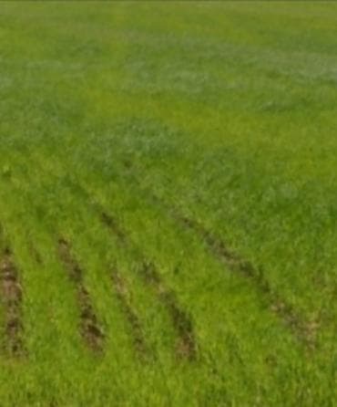 Mənzillər: Kənd təsərrüfatı — 4