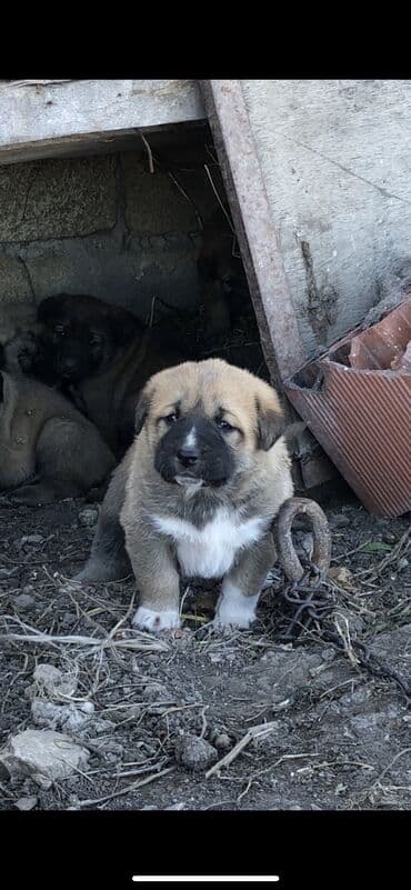 Qurdbasar, 1 ay, Dişi