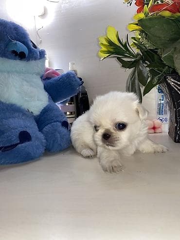 ev itiləri: Məhsul: Pekines balaları - Yaş: 60 günlük - Cins: Pekines - Rənglər — 3
