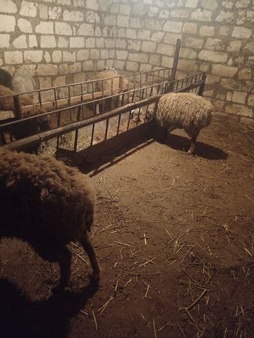 qoyun qoc: Salam quzu satiram diri çəkisi 9.5 3-ayin bordağidi isdiyən buyurub — 1