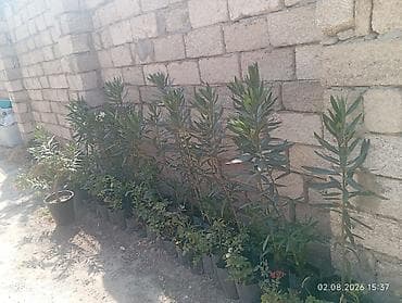 Oleandr (Nerium oleander) və müxtəlif çiçək kolları – qara polietilen