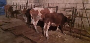 qız pişik adları: Şəxsi təsərufatda Saxlanan 5 ədəd Dişi Damazlig Dana 2 si 1200 — 2