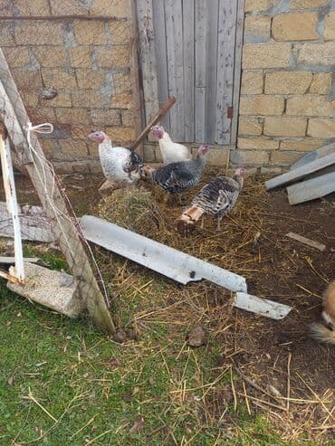 4 əded disi hinduska.real aliciya endirim olar