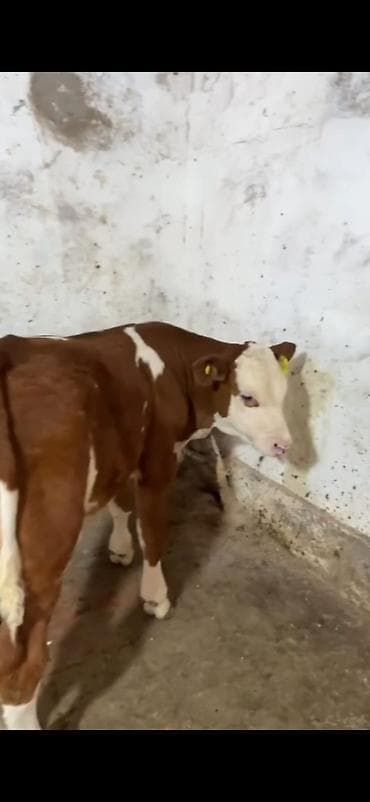 diwi dana: Simental cinsi buzov - Rəng: qırmızı-ağ ləkəli - Qulaq birkaları — 2