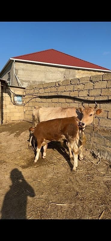 afcarka bala: Erkək simmental balalı inək satılır. Bala süni mayalanmadan olub. 4 — 7