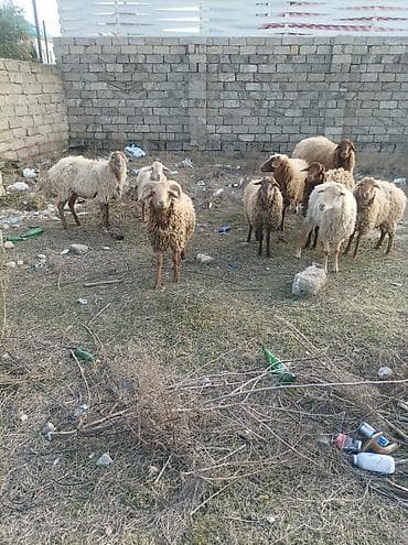 yorga at satilir: Dişi, il: 1, 80 kq, Ətlik, Ödənişli çatdırılma — 3