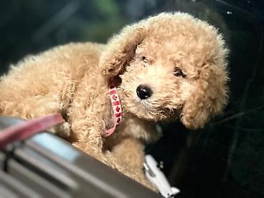 itləri: Pudel — 1