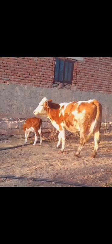 keci satışı tap az: Simental tipli inək və balası - Rəng: qırmızı-ağ alaca - Ana inək — 8