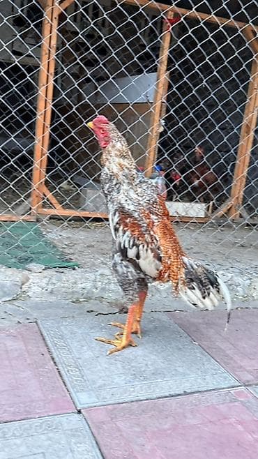 cücə və xoruz: Məhsul: Qırçıl rəngli cins xoruz Xüsusiyyətlər: - Uzun və möhkəm — 3