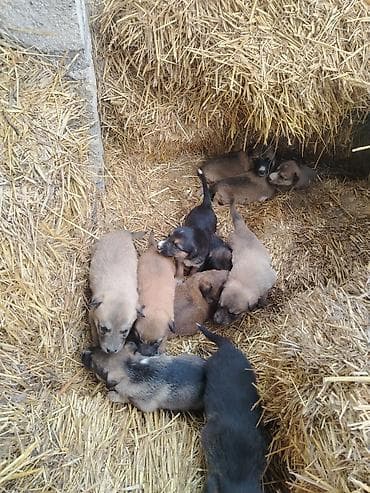 balaca sirin itler: Ünvandan götürmə — 4