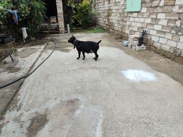 кане корсо цена: Kane-Korso, 1 ay, Sənədli, Ünvandan götürmə, Pulsuz çatdırılma, Ödənişli çatdırılma — 5