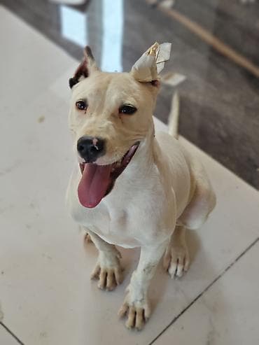 kangal iti satisi: Pitbul, 6 ay, Erkək, Peyvəndli — 3