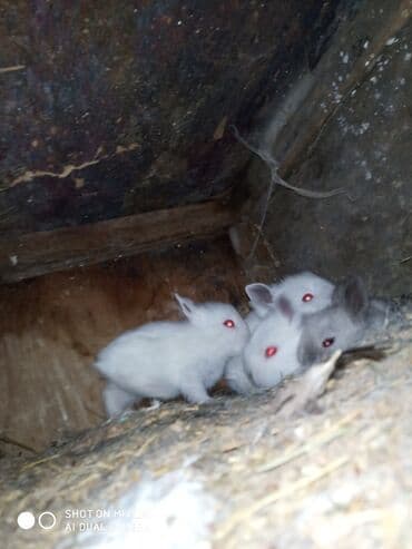 dovşan satişi: Hədiyyəlik təcili əsil natura karlik dovşanlar satılır ucuz qiymətə — 5