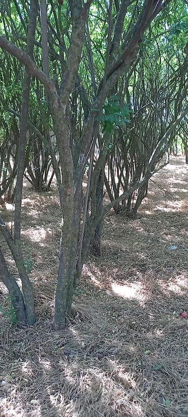 Qarajlar: 50 sot, Mülkiyyətçi, Kupça (Çıxarış) — 3