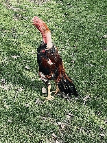 heyrati xoruz: Heyratı xoruz satılır 1 yaş 7 aylıqdı Cins: Malay tipli — 6